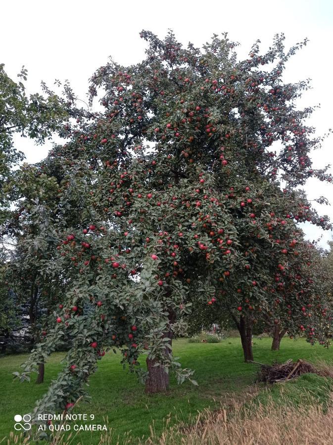 Roze I Jablonie Agroturystyka Gryfów Śląski Extérieur photo